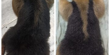 La Policía de Misiones rescató animales que estaban en peligro en áreas urbanas