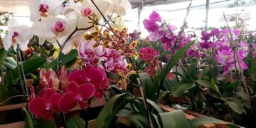 Montecarlo: hoy comienza la 33° Fiesta Nacional de la Orquídea y la 40° Fiesta Provincial de la Flor
