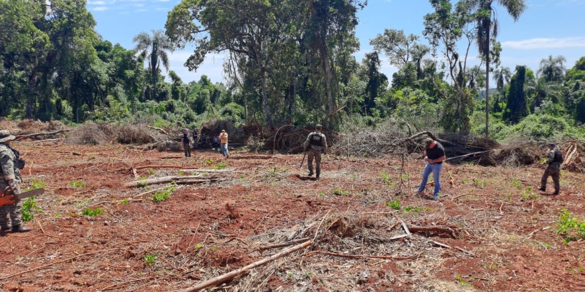 Policías impidieron la deforestación ilegal de un área nativa de Misiones