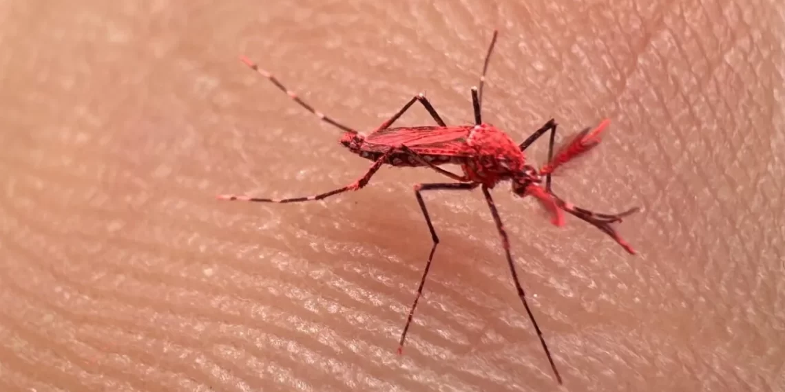 Mendoza: crearon mosquitos rojos para combatir el dengue y piden no matarlos