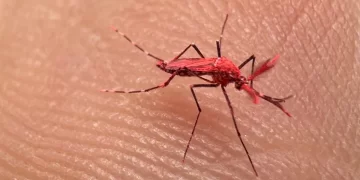Mendoza: crearon mosquitos rojos para combatir el dengue y piden no matarlos
