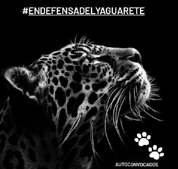 Convocan a una movilización y campaña de concientización en defensa del yaguareté