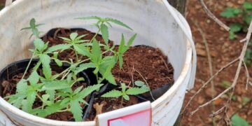 Patrullas rurales secuestraron 20 plantas de marihuana, dos armas y detuvieron a siete personas por abigeato