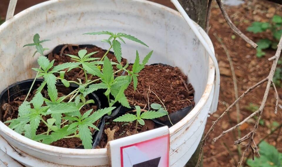 Patrullas rurales secuestraron 20 plantas de marihuana, dos armas y detuvieron a siete personas por abigeato