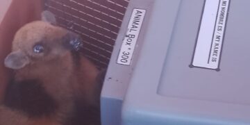 Policías ambientales rescataron a un oso melero que ingresó a una vivienda