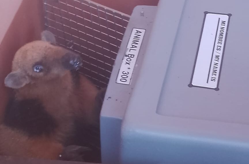 Policías ambientales rescataron a un oso melero que ingresó a una vivienda