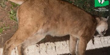 Desde Vida Silvestre advierten que el atropellamiento es una de las principales causas de pérdida de fauna