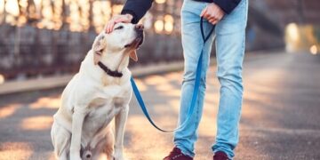 Posadas: realizarán el 1° Relevamiento de Animales de Compañía