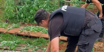 Policías acudieron por un hecho de violencia y descubrieron una huerta con 40 plantas de marihuana