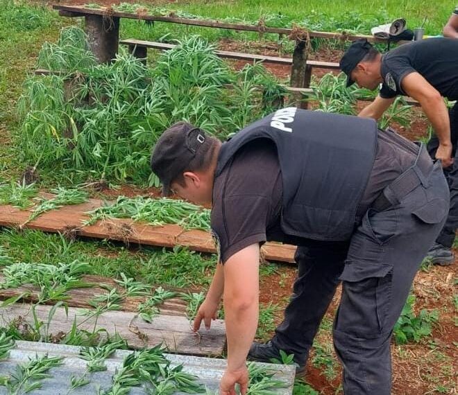 Policías acudieron por un hecho de violencia y descubrieron una huerta con 40 plantas de marihuana
