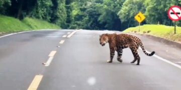 Animales sueltos en rutas: recomendaciones para evitar siniestros viales