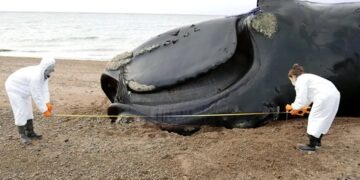 Península Valdés: aparecieron 21 ballenas muertas tras consumir algas tóxicas