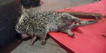 Rescataron a un puercoespín tras ser atacado por un perro