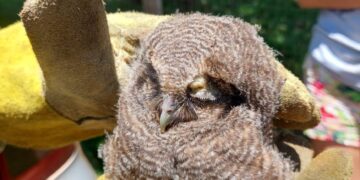Rescate de animales en San Vicente: resguardaron a tres aves regionales
