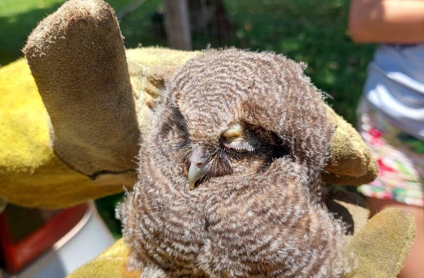 Rescate de animales en San Vicente: resguardaron a tres aves regionales