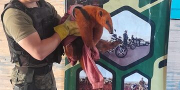 Apareció un oso melero en el patio de una vivienda y fue resguardado por policías ambientales