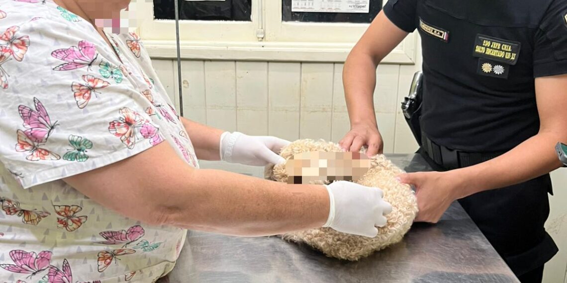 Crueldad: preso por intentar asfixiar con un alambre a su caniche y romperle una pata