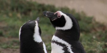 Caso Punta Tombo: declararon culpable al ganadero acusado de matar pingüinos con una topadora