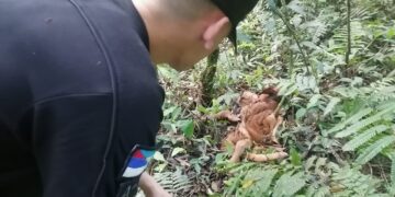 Atraparon a dos hombres por robar y faenar un ternero en Capioví