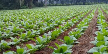 Caja Verde: pagan a productores tabacaleros más de 2.3 millones de pesos