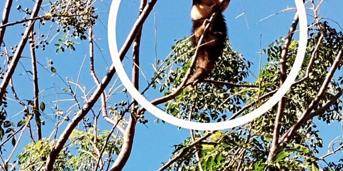 Exitoso rescate de un Oso Melero que trepó a la copa de un árbol