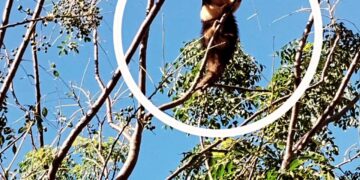Exitoso rescate de un Oso Melero que trepó a la copa de un árbol