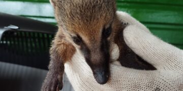 Policías rescataron a cuatro a animales silvestres y los liberaron en su hábitat natural