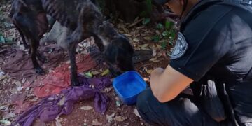 Crueldad animal: La Policía rescató a un can que estaba en pésimas condiciones en Eldorado