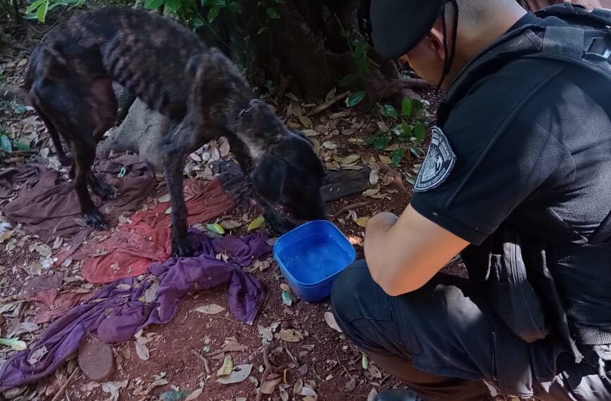 Crueldad animal: La Policía rescató a un can que estaba en pésimas condiciones en Eldorado