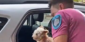 Un perro murió luego de que lo dejaran encerrado en un auto por más de 8 horas