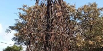 Se incendió el árbol principal de Navidad de Capioví