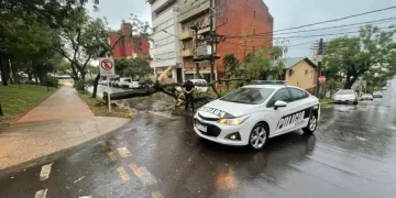 La lluvia y el viento causaron caídas de árboles y cortes de luz en Posadas y zonas aledañas
