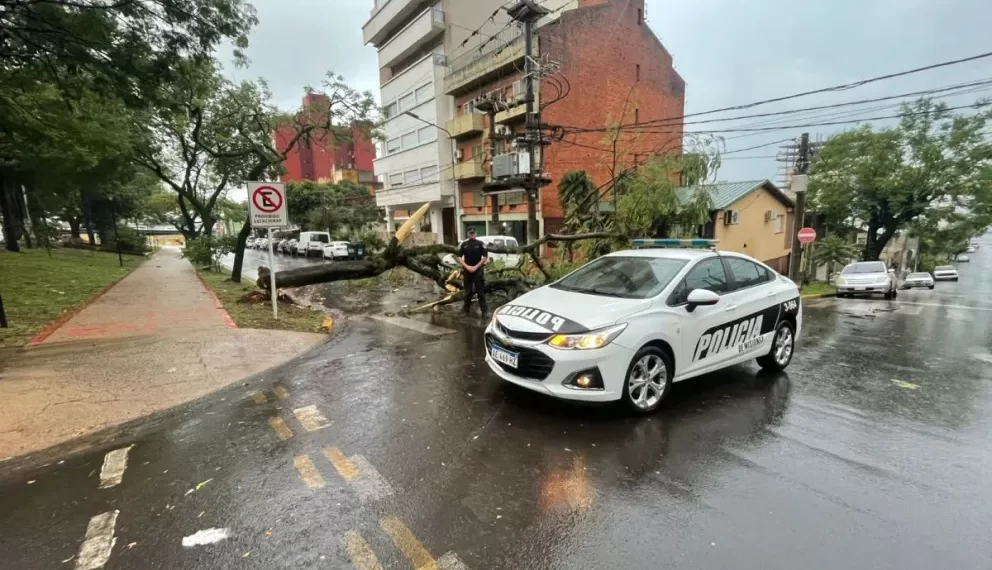La lluvia y el viento causaron caídas de árboles y cortes de luz en Posadas y zonas aledañas
