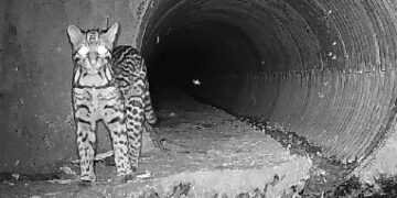 Animales de la selva usan alcantarillas como cruce seguro de rutas
