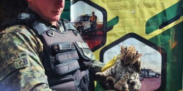 Rescataron a dos animales silvestres y los liberaron en su hábitat natural