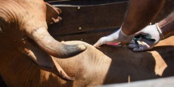 Misiones: Medidas de contención sanitaria por brotes de rabia paresiante
