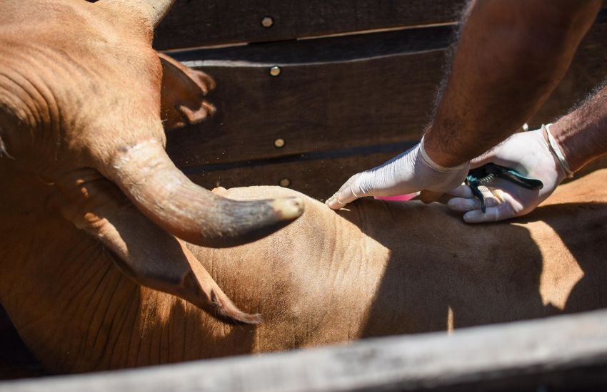 Misiones: Medidas de contención sanitaria por brotes de rabia paresiante