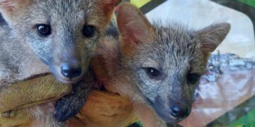 Policías rescataron a cachorros de zorro de monte en Dos de Mayo