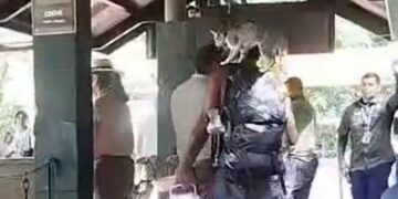 Un hombre provocó disturbios al ingresar a las Cataratas sin pagar y con un gato
