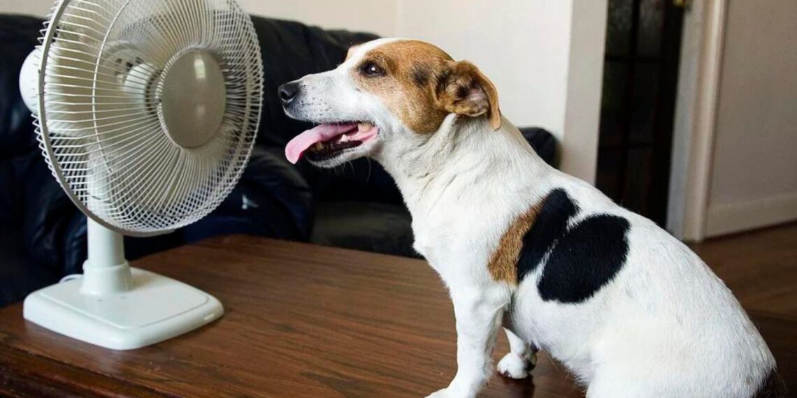 Las mascotas también sufren golpes de calor: esto debes hacer para evitarlo, según los veterinarios