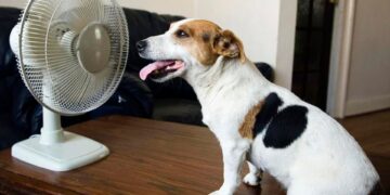 Las mascotas también sufren golpes de calor: esto debes hacer para evitarlo, según los veterinarios