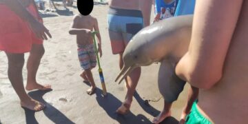 Murió un delfín en la costa argentina porque lo sacaron del agua para tomarse fotos