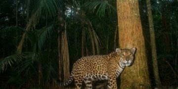Desaparición de perros en Puerto Iguazú: vecinos en alerta por posible presencia de yaguaretés