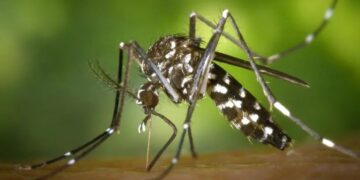 Salud recomienda fortalecer la vigilancia de dengue debido al aumento de casos en la región