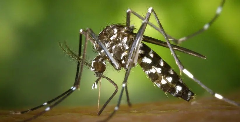 Salud recomienda fortalecer la vigilancia de dengue debido al aumento de casos en la región