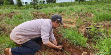 Restauración de la selva misionera: más de 36.000 árboles serán plantados en 2025