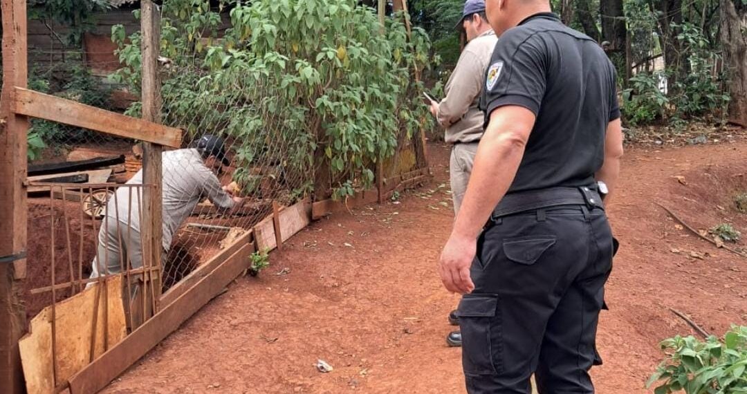 Se enfermó y lo descartaron: la Policía acogió a un perro abandonado en Oberá