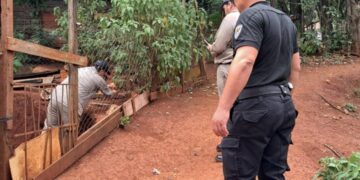 Se enfermó y lo descartaron: la Policía acogió a un perro abandonado en Oberá