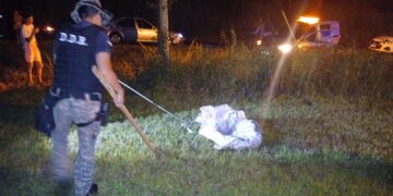 Policías rurales atraparon a un yacaré de 1.5 metros y casi 30 kilos en una laguna de 9 de Julio
