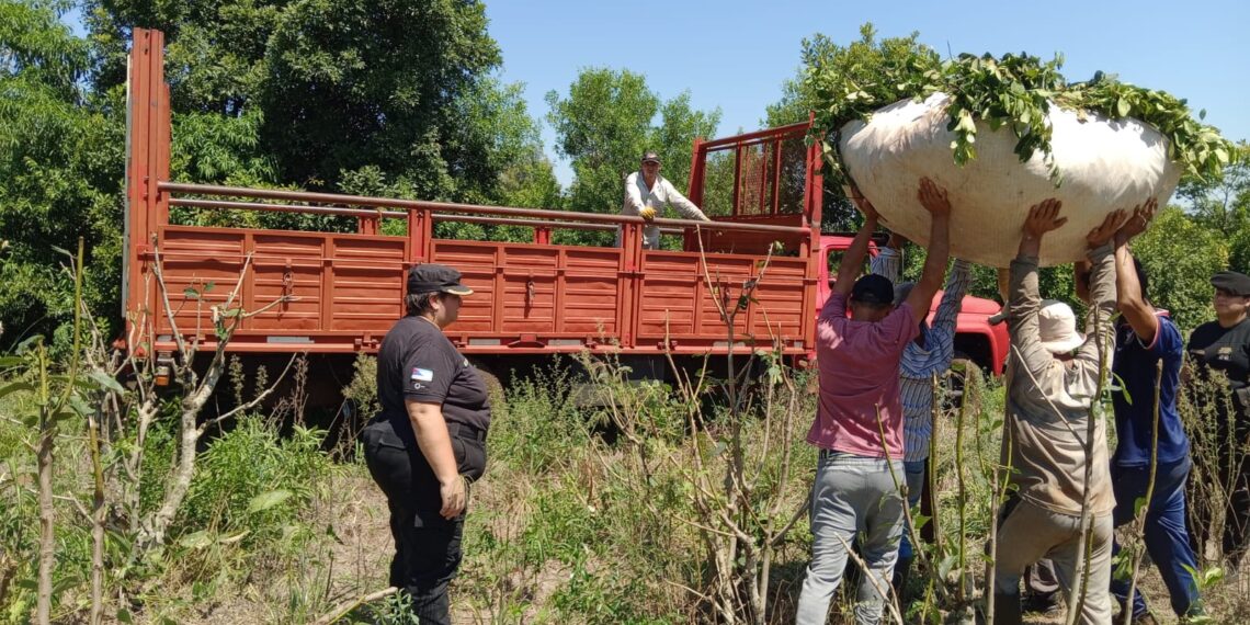Atraparon a un hombre que estafó a una cuadrilla de tareferos e intentó robar raídos de yerba mate de un colono